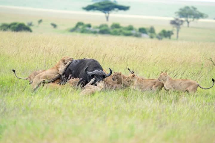 Classic exciting Safaris ltd tweet media