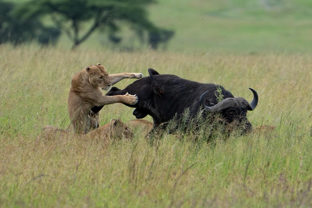 Classic exciting Safaris ltd tweet media