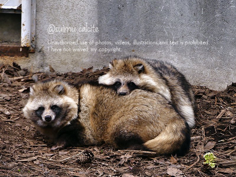 すーさん@誤字多め tweet media