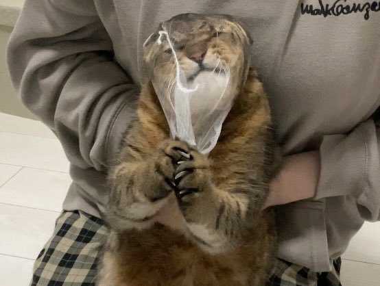 みにら日記-MiniraDiary- tweet media