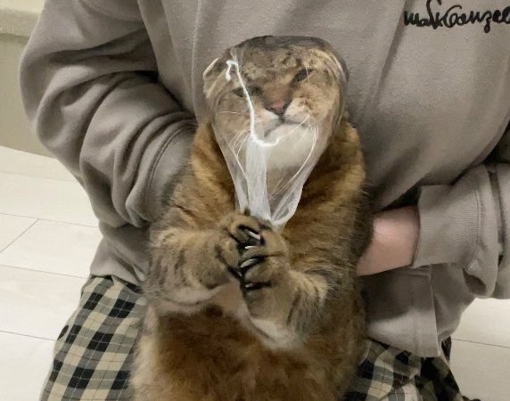 みにら日記-MiniraDiary- tweet media