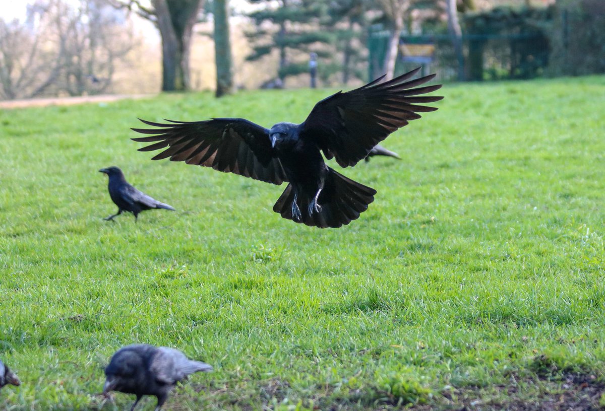 Crow Monthly tweet media