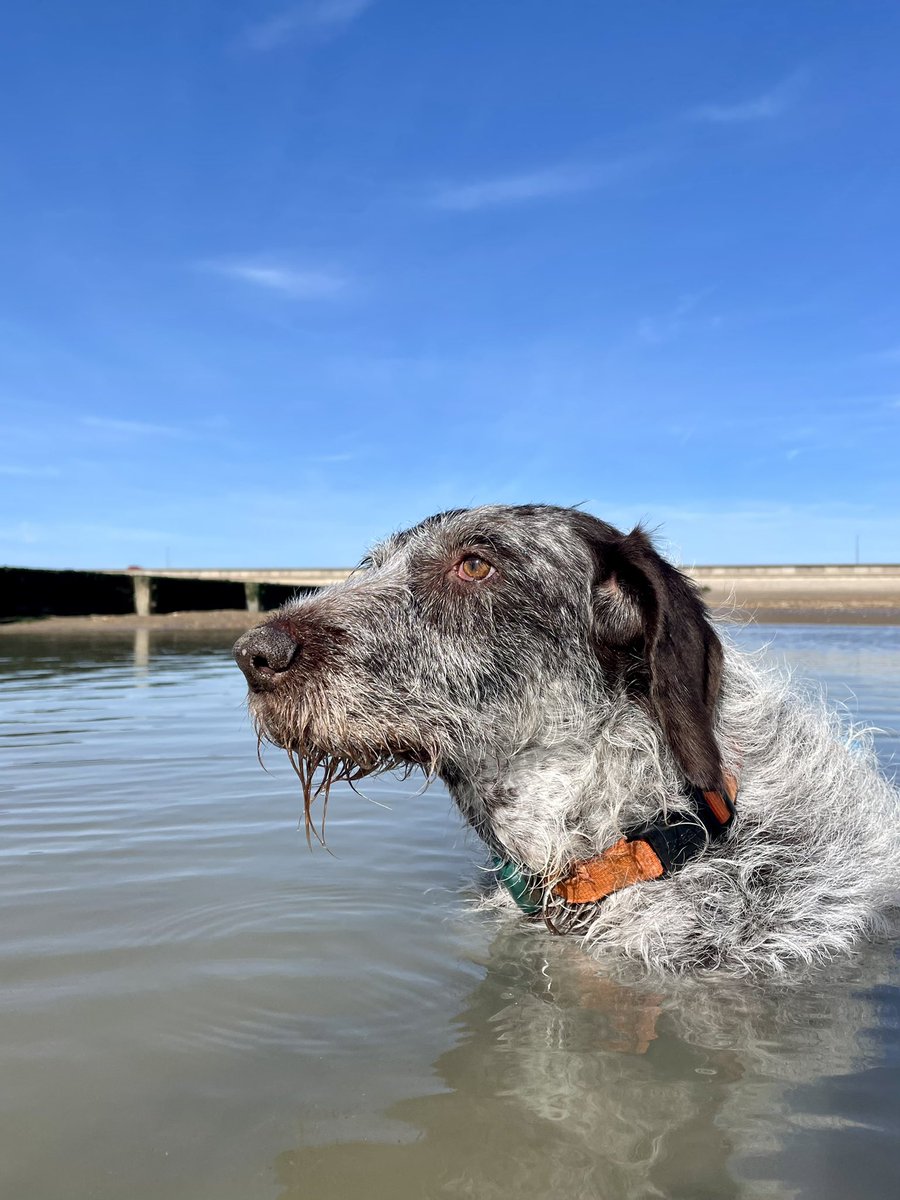 HayhurstBoo's tweet image. Just watching #dogsofinstagram #love #easter #mondaymotivation #happy #dogsoftwitter