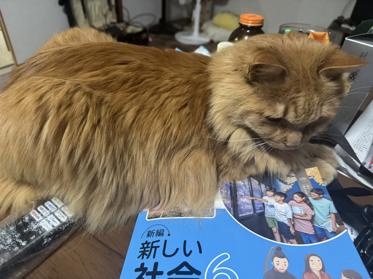 だるやなぎ tweet media