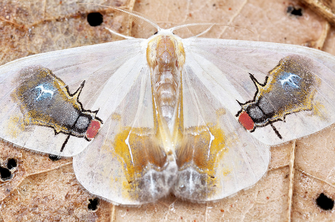 BigBangSciCom's tweet image. 🐛 Des oisillons déguisés en chenilles toxiques, des chenilles grimées en serpents, des lianes capables de changer de forme… et même des larves camouflées en crottes !

👉 10 petites histoires de mimétisme et de camouflage 
sweetrandomscience.blogspot.com/2015/02/10-pet…

#mimétisme #camouflage #nature