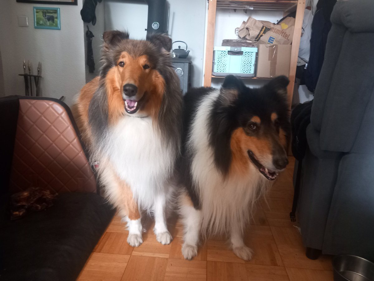 Sir Lucien Barkalot & Gavriel - The IT Collies tweet media