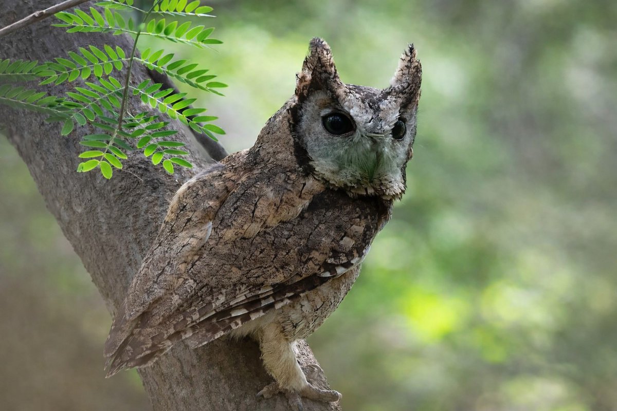 Indian Scops Owl
Lahore
30 April 2021