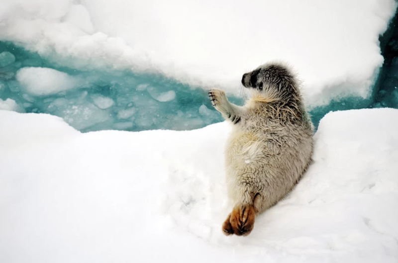 AdventureLifer's tweet photo. Set sail for Svalbard in 2026 ❄️

✈️ Free return flights between Oslo &amp; Longyearbyen on select departures
📅 New bookings only – subject to availability

Secure your Arctic adventure: https://t.co/IHmf54JyYi

#AdventureLife #Arctic #Oslo #Adventure #Expedition https://t.co/jhRcXySDpN