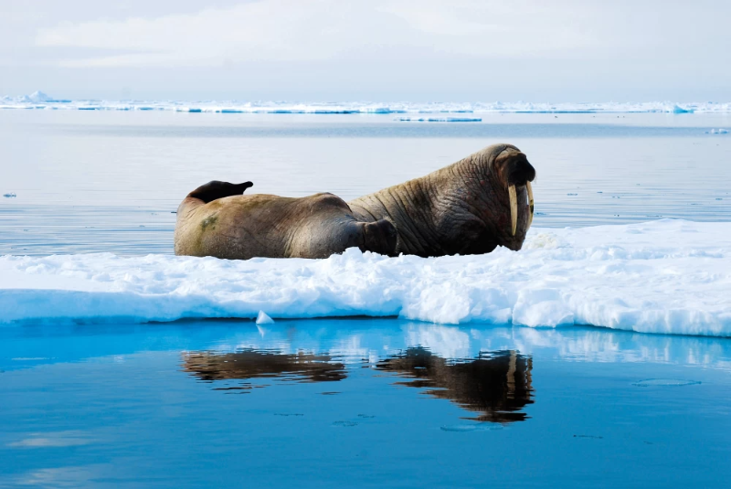 AdventureLifer's tweet photo. Set sail for Svalbard in 2026 ❄️

✈️ Free return flights between Oslo &amp; Longyearbyen on select departures
📅 New bookings only – subject to availability

Secure your Arctic adventure: https://t.co/IHmf54JyYi

#AdventureLife #Arctic #Oslo #Adventure #Expedition https://t.co/jhRcXySDpN