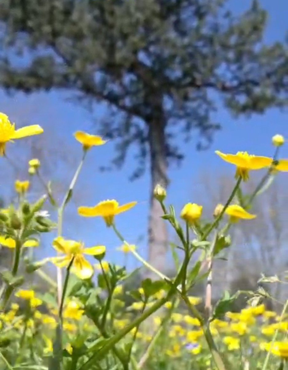 Mücellâ Gündoğan tweet media