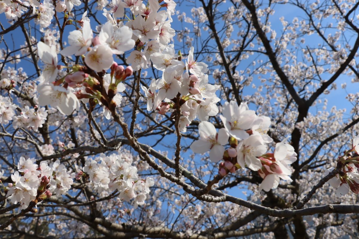 福井県立大学 tweet media