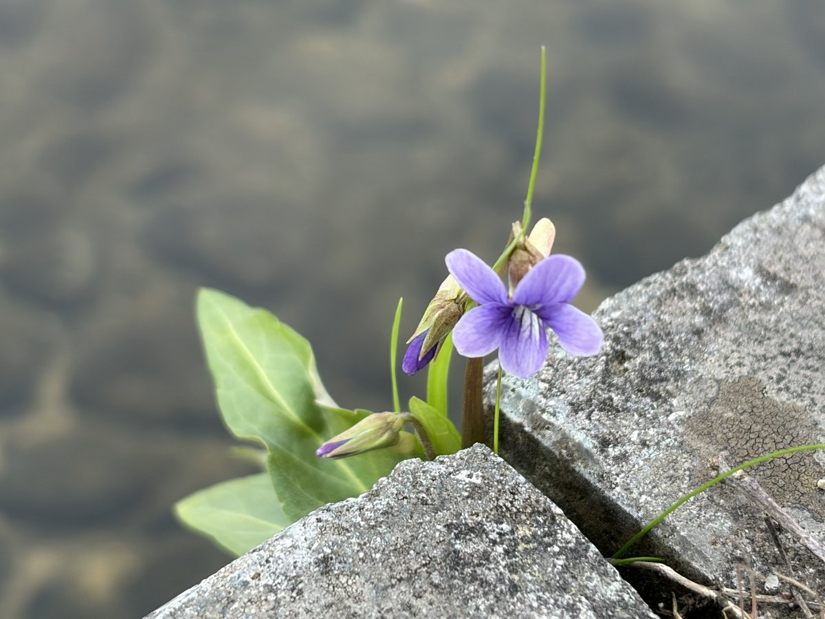福井県立大学 tweet media
