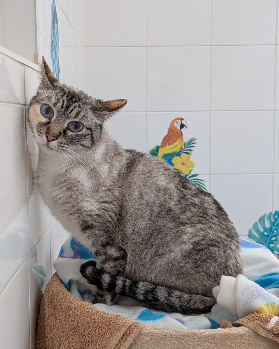 SOS Abuelos tweet media