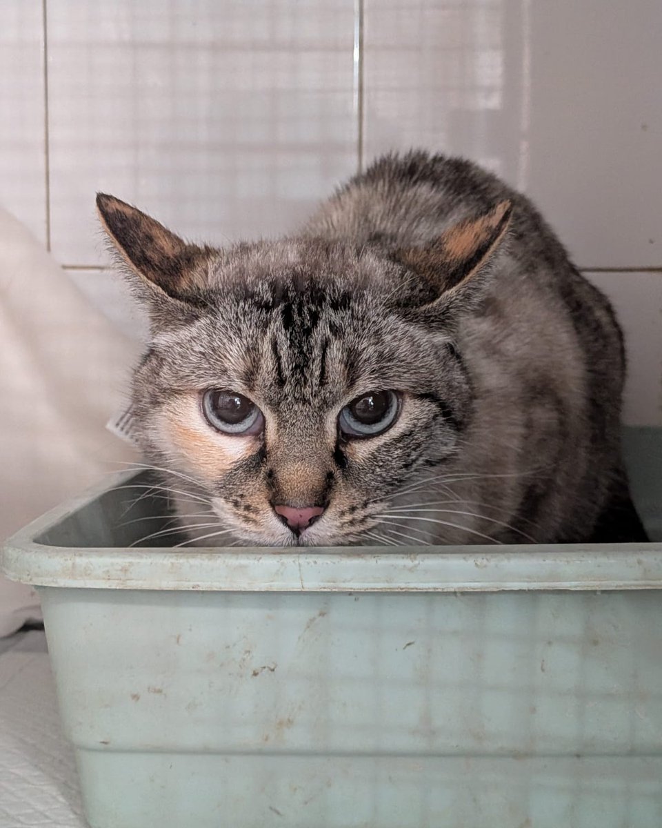 SOS Abuelos tweet media