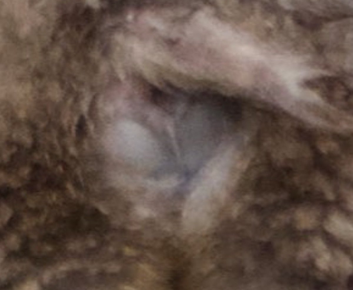 haru (punch/acc) tweet media