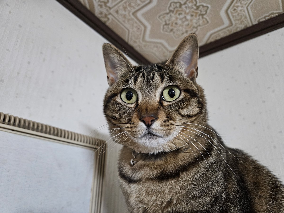 ねむねむのねむ tweet media