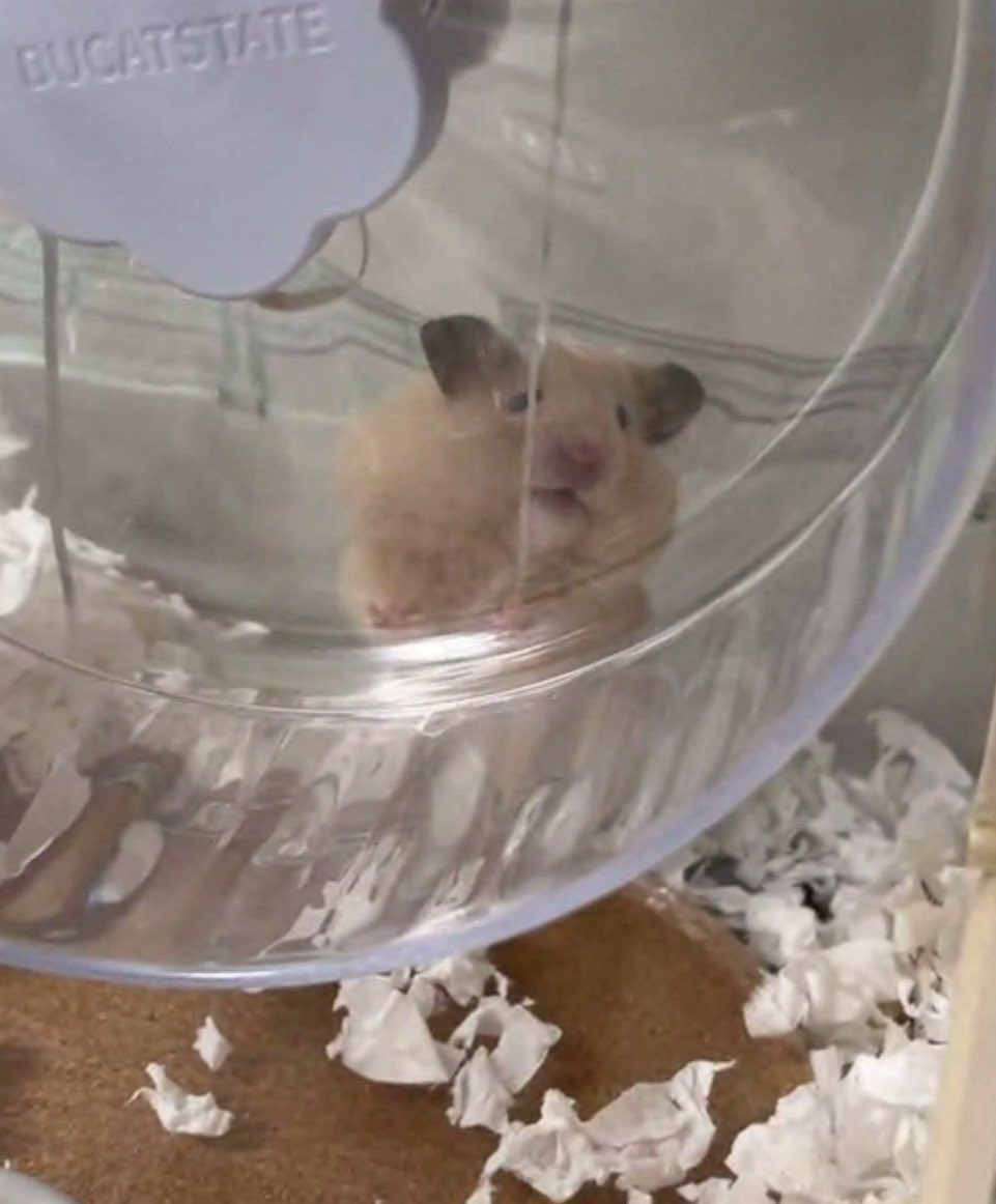 隠れてるのかな❓