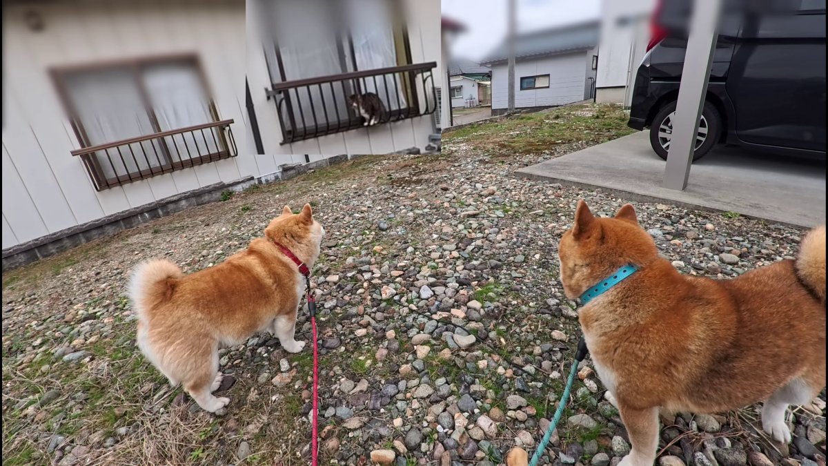 GMJpaCSCbuIDYDw's tweet image. 窓と手すりの間にハマってた猫さん観察
#dog #shiba #犬 #柴犬 #丸柴 #犬のいる生活 #柴犬がいる暮らし
くわしくはコチラから
youtu.be/uRc-WDjDmV8
@YouTube
