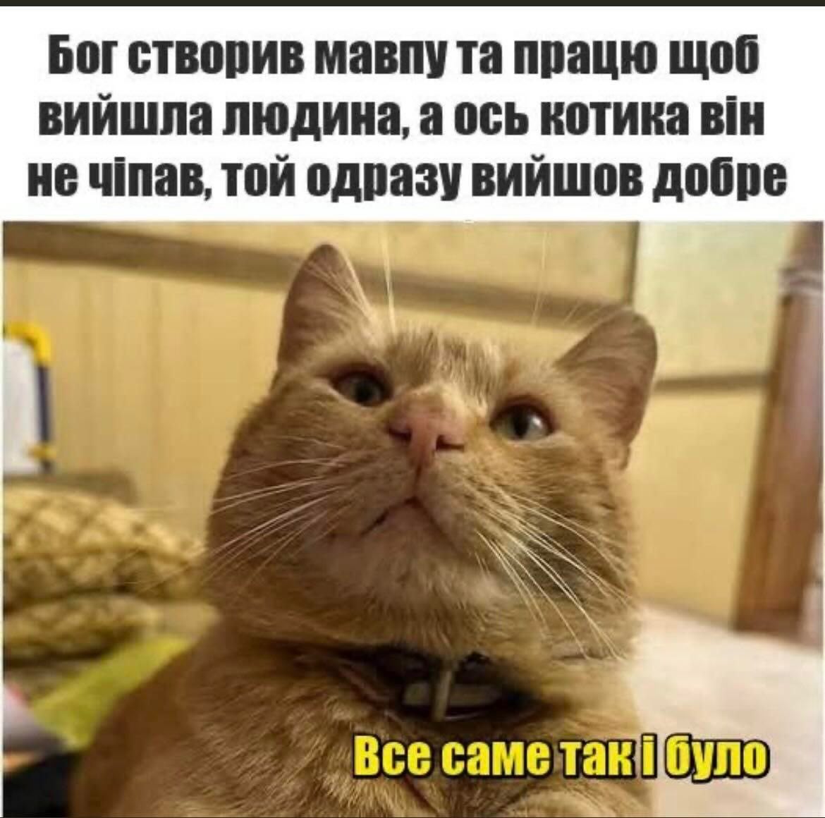 UritaSa's tweet photo. @catshealdeprsn https://t.co/ioZeXGykQX