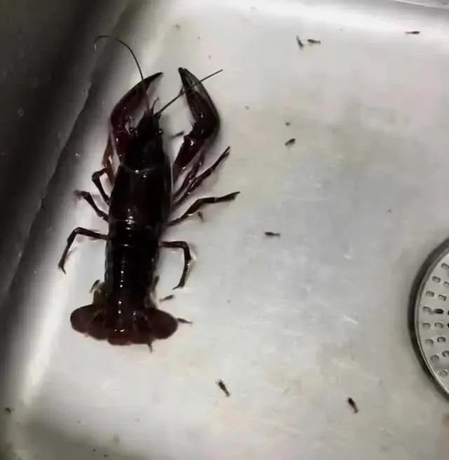 XQ928's tweet photo. 第一眼我以為是龍蝦跟螞蟻 
結果是 龍蝦本人生小龍蝦🦞😱 https://t.co/WV2obpTF3S