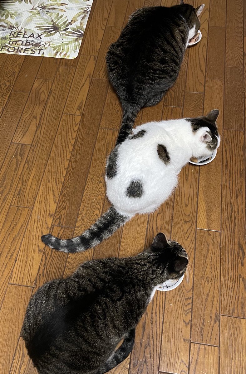 うわてん.。@本気@限限 tweet media