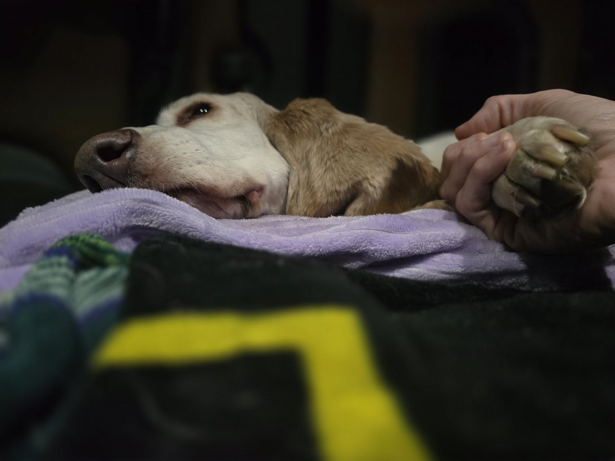 TheTruckinBassets tweet media