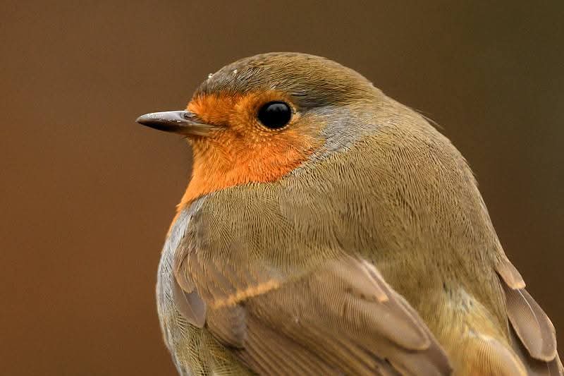 DeKikker72's tweet image. Goedemorgen. 
Fijne maandag ☀️☘️

#camer_A_pril  #detail  #dag6