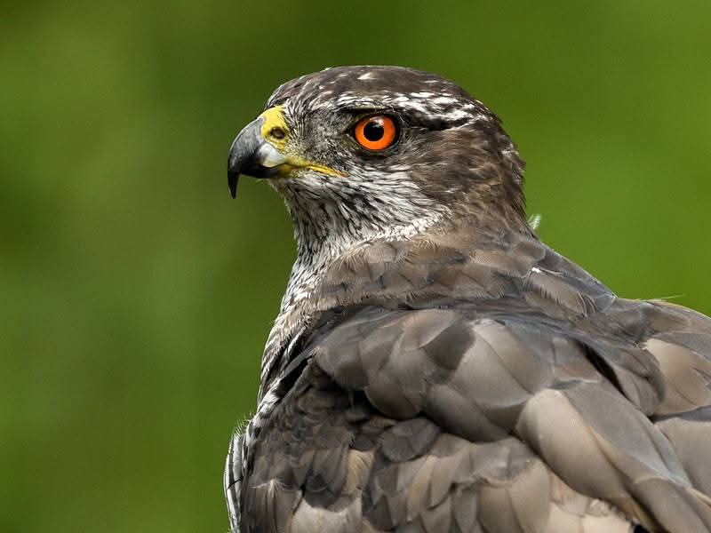 DeKikker72's tweet image. Goedemorgen. 
Fijne maandag ☀️☘️

#camer_A_pril  #detail  #dag6