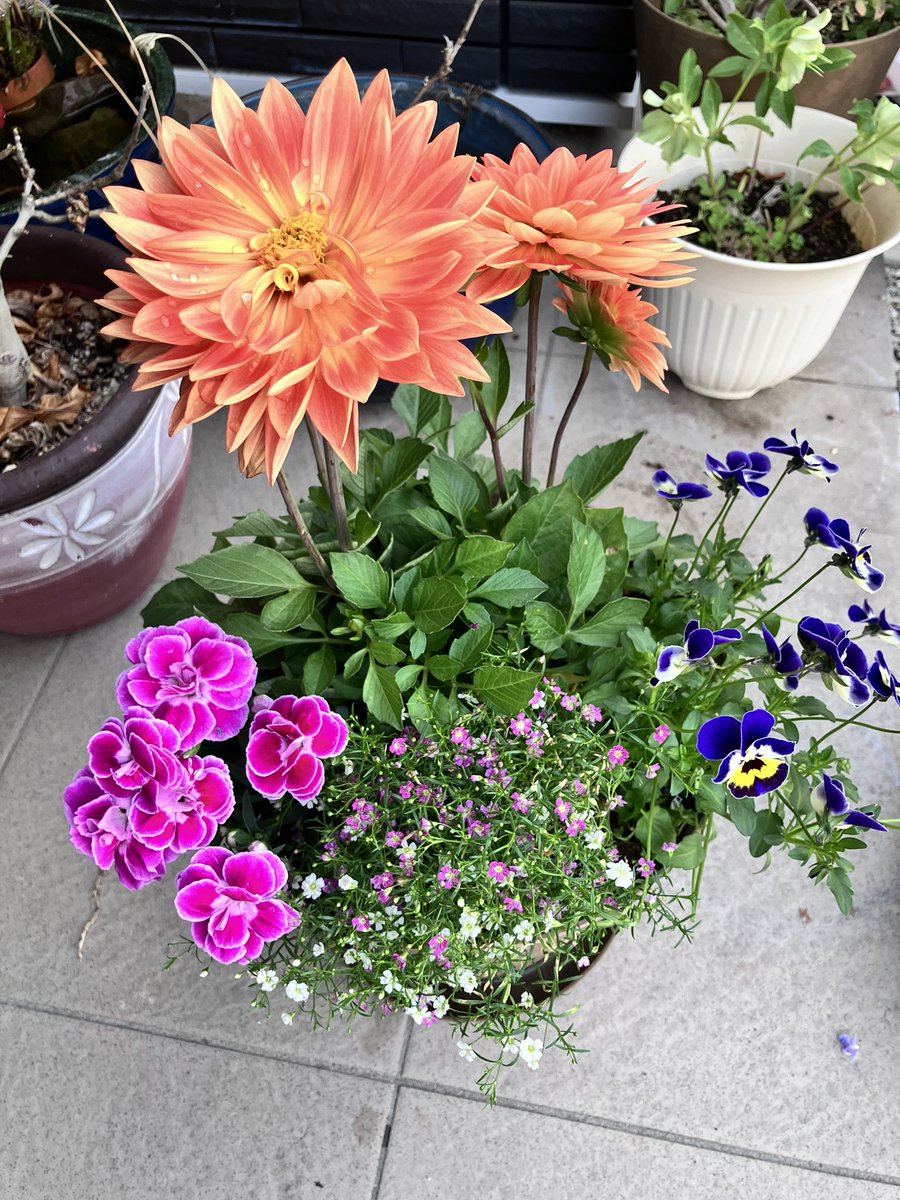 えとら(ぼっち) tweet media