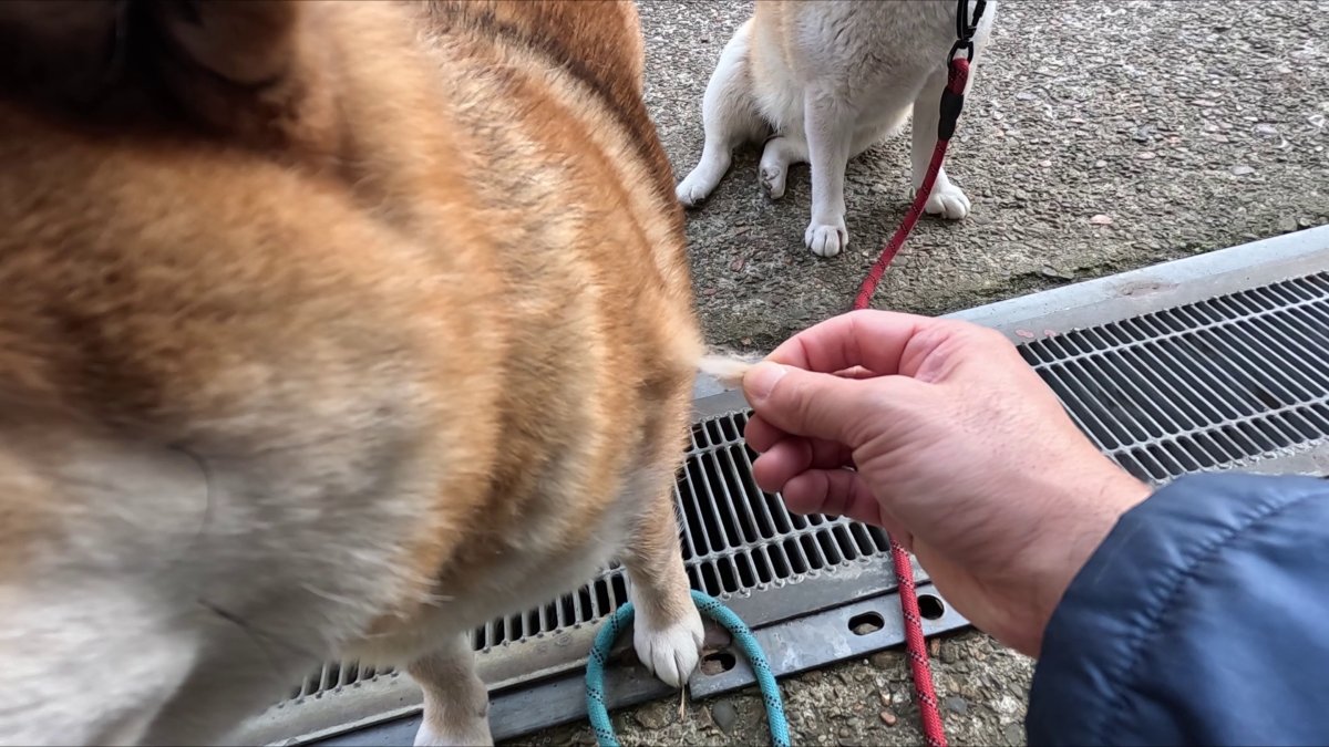 GMJpaCSCbuIDYDw's tweet image. ココさんの ころもがえ が始まりました
#dog #shiba #犬 #柴犬 #丸柴 #犬のいる生活 #柴犬がいる暮らし
くわしくはコチラから
youtu.be/9l_XLhPvE1w
@YouTube