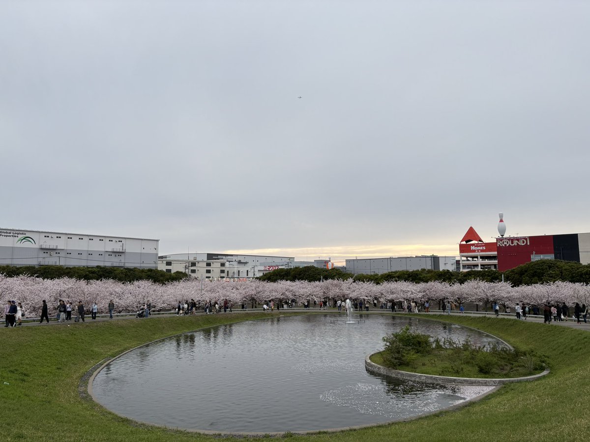 kanane_perform's tweet photo. #今乃奏音の日常 第23弾！！
桜撮影後にたまたま寄った公園の桜と🌸
閉園ギリギリでしたが、満開の桜が絶景でした……！
来年は晴れてる日に来てみたいなぁ☀️ https://t.co/i6bixgpChL