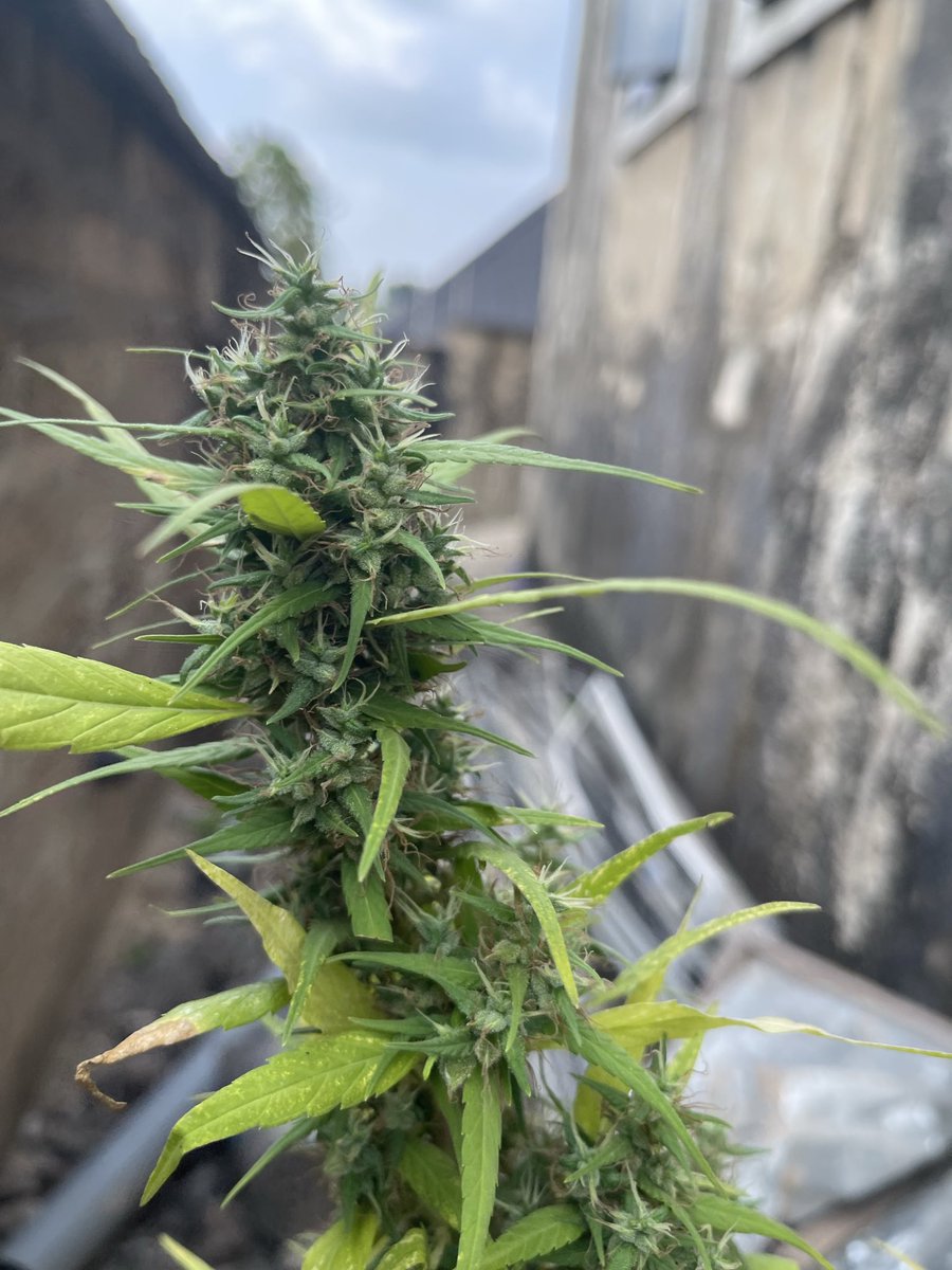 Janna John tweet media