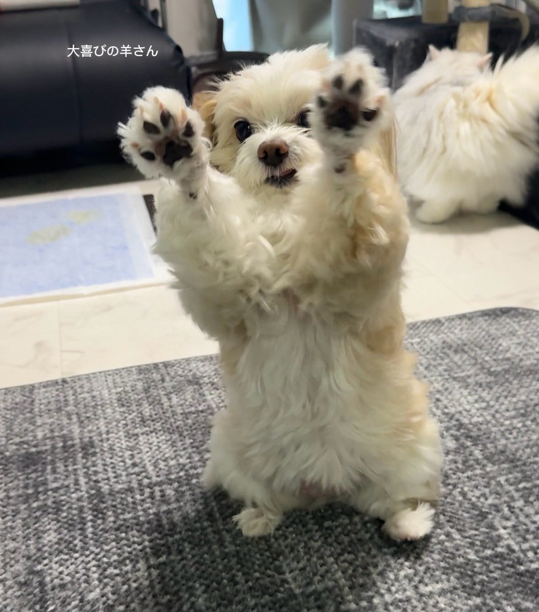 羊さんとトラさん tweet media