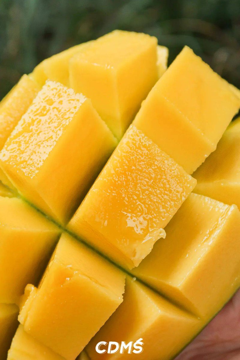 Vavou974's tweet photo. Sunset bites  Fresh mango sticky rice + iced coconut latte = pure tropical joy! Who’s craving this combo https://t.co/kLpgPoR1ML