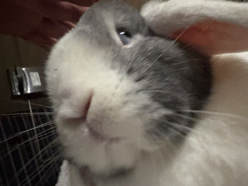 チョビ tweet media