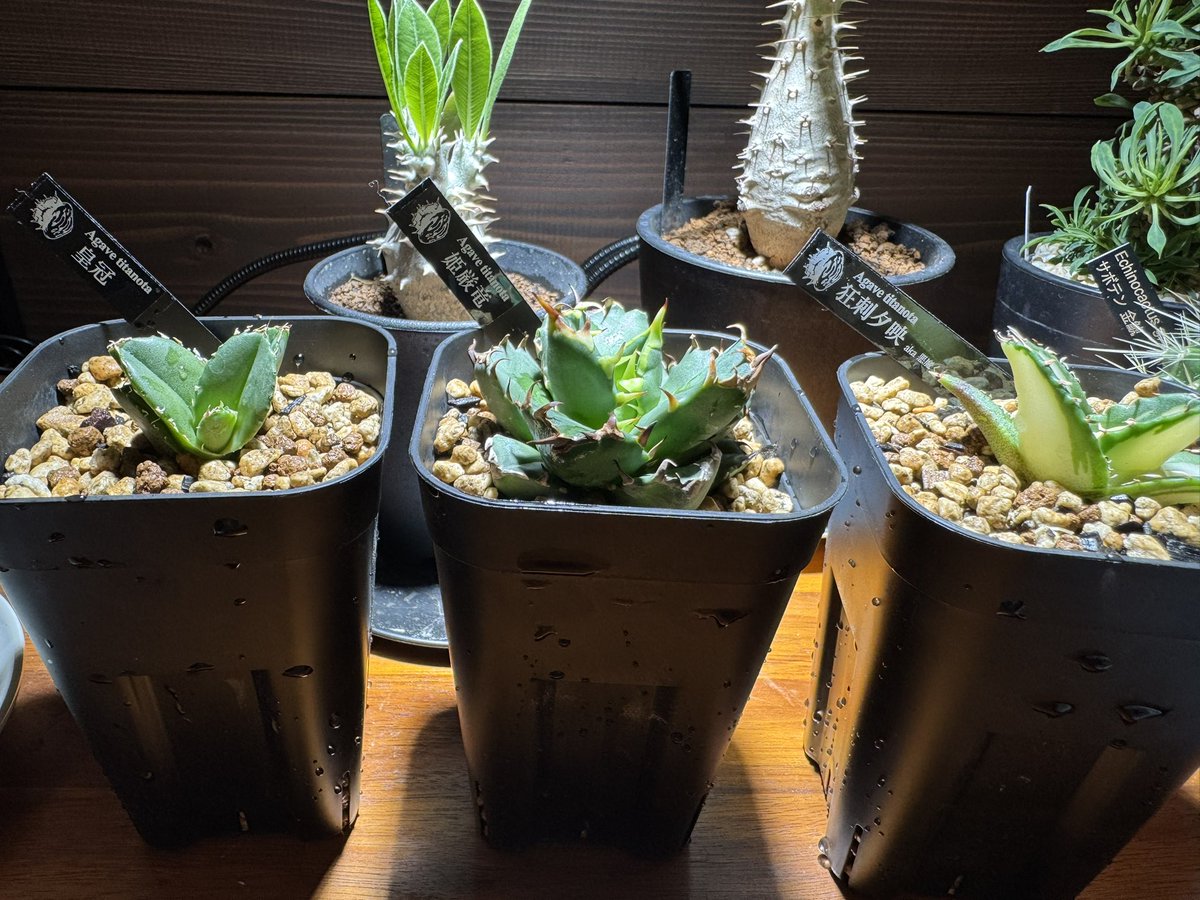 るてん@植物初心者 tweet media