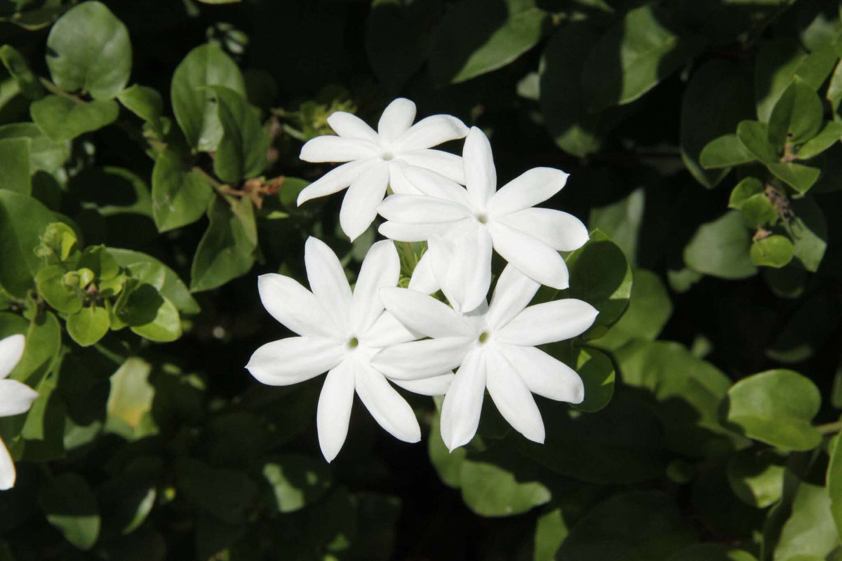 National Parks Board tweet media