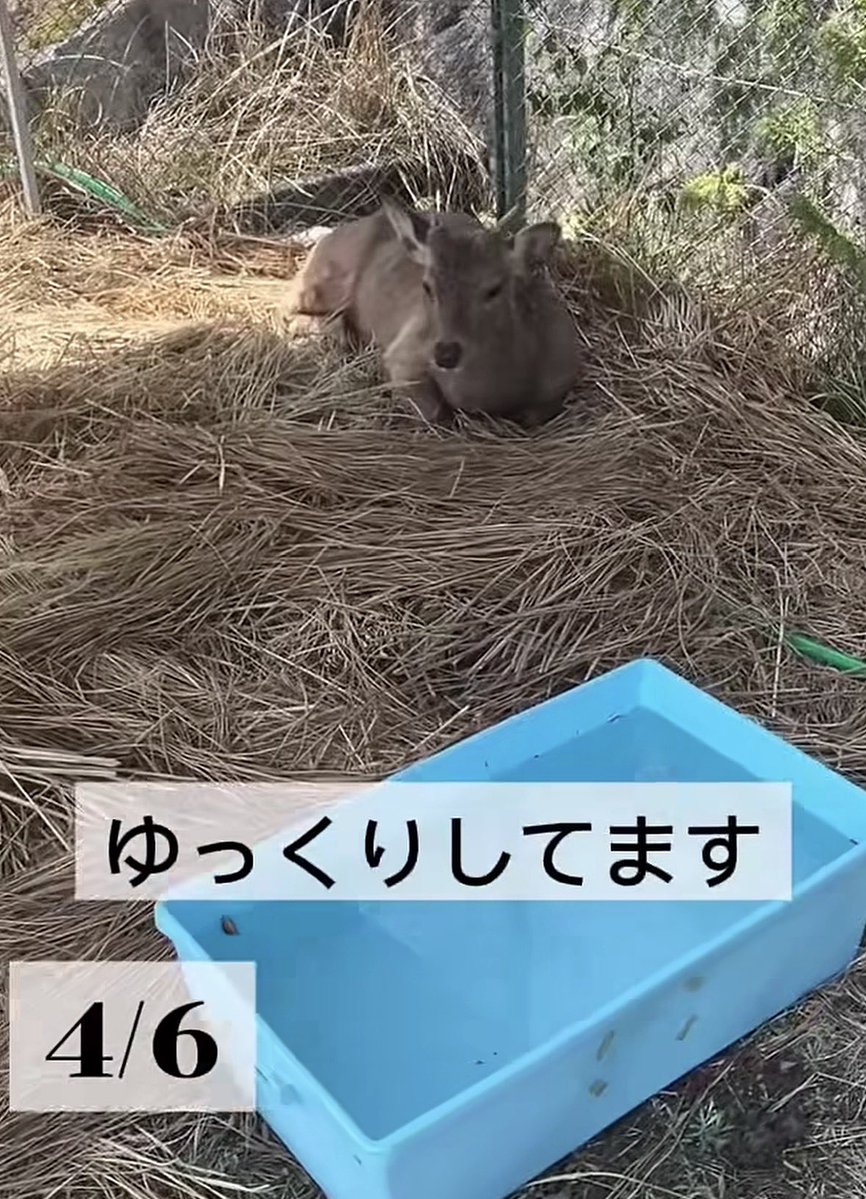 Shika Yan tweet media