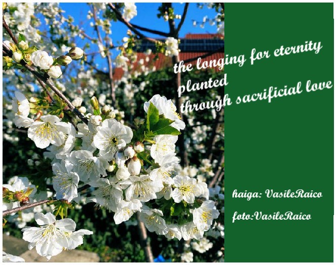 <a href="/VasileRaico/">Vasile</a> Foarte frumos spus. Mulțumesc.
Să întâmpinăm cu bucurie  învierea Domnului Iisus!

dorul de veșnicie
sădit
prin iubirea jertfitoare
