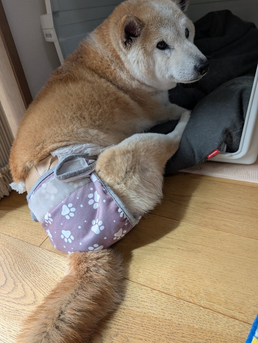 ごうやま tweet media