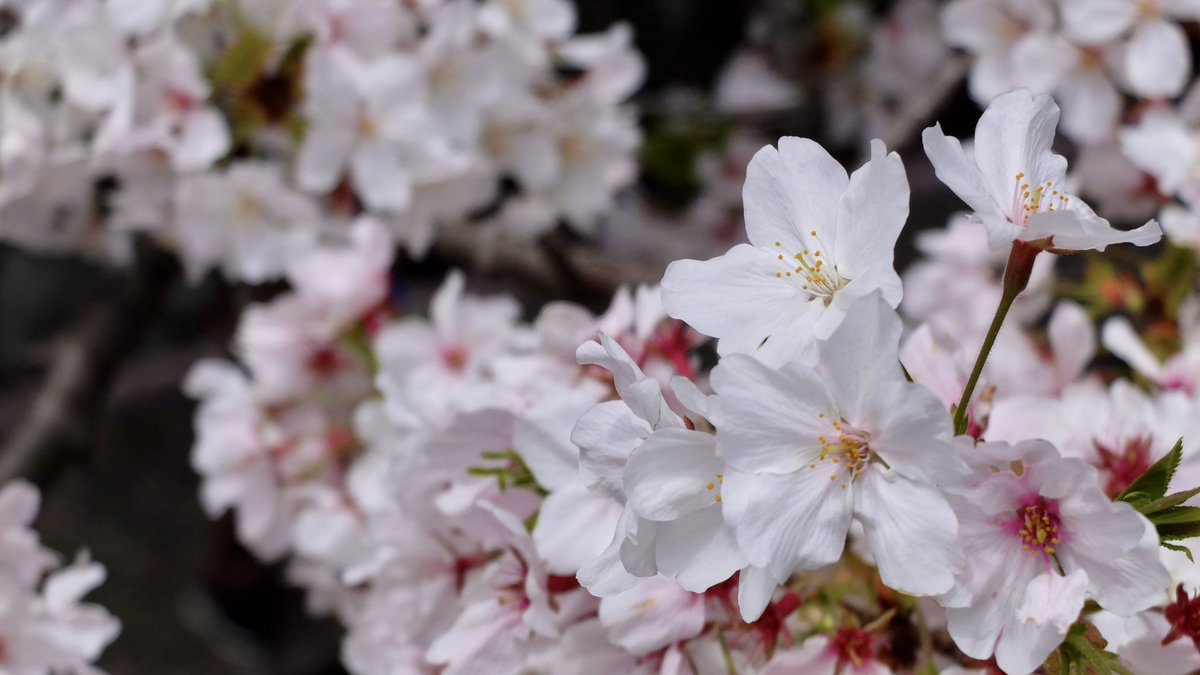 hyago／ひゃご tweet media