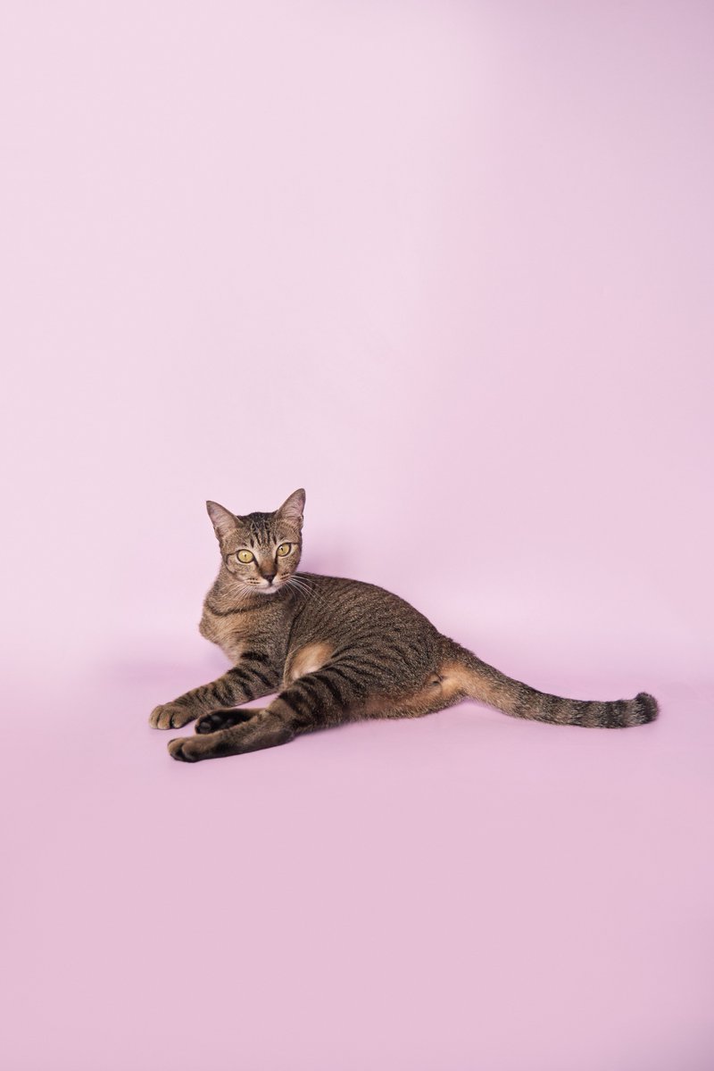 Soi Dog Adoptions tweet media