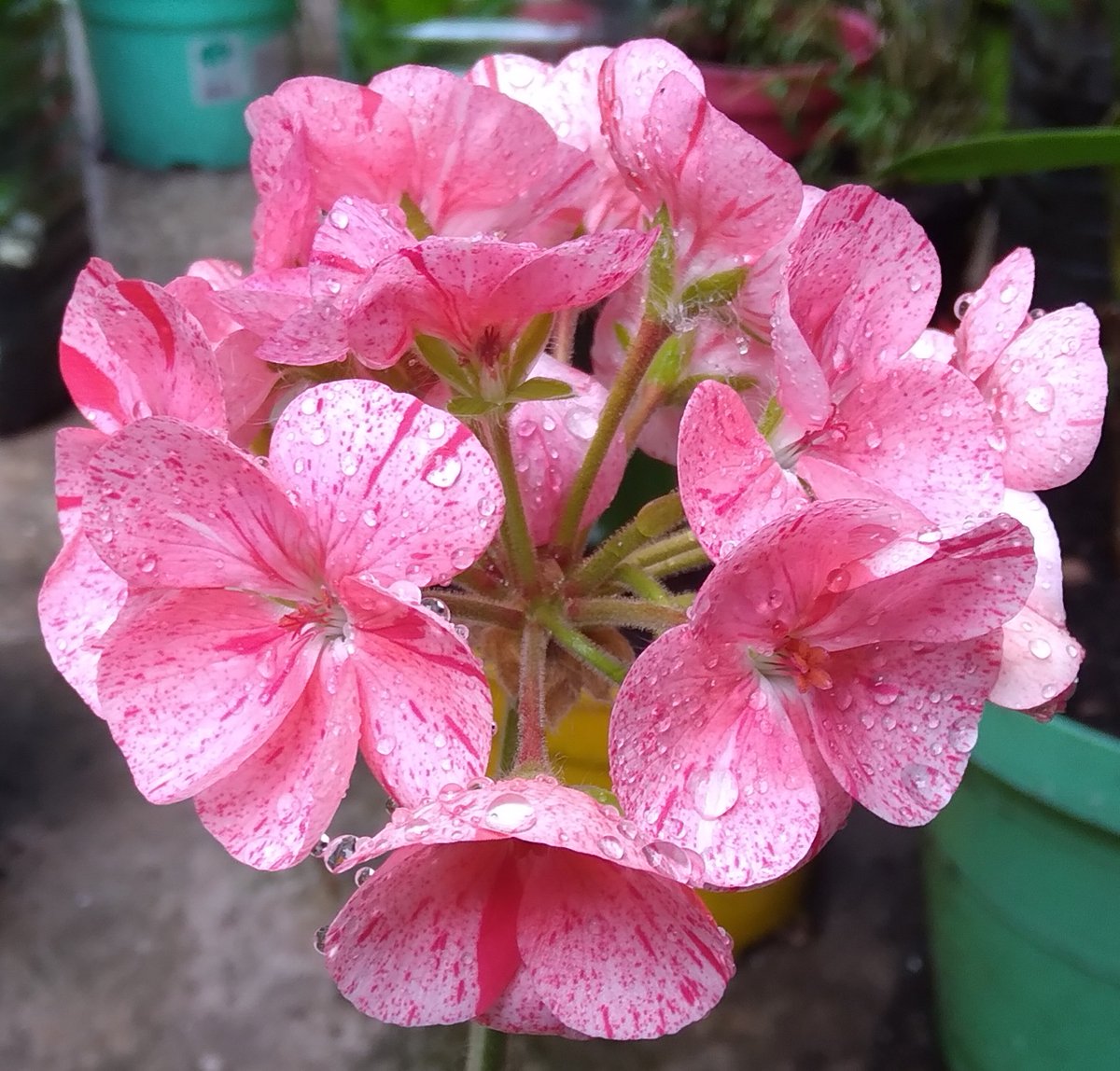 Lopezlaila1's tweet image. #After rain