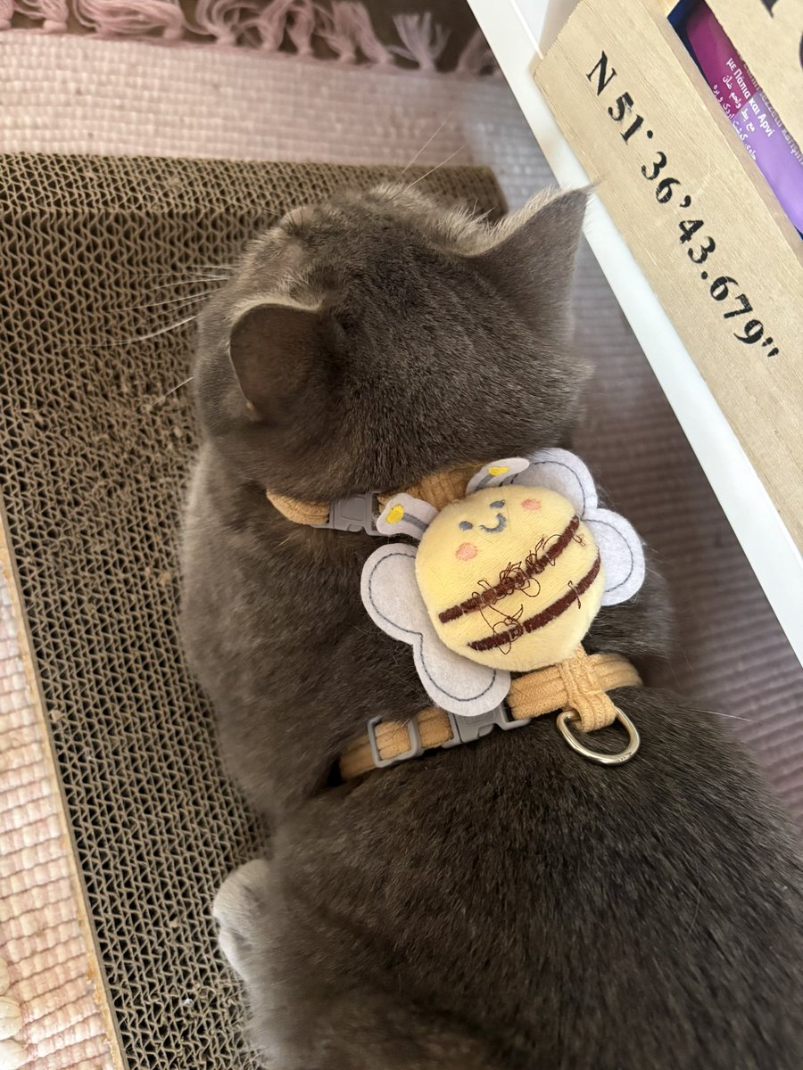 🍄 Ｎｙｏｒｉｎｎ 🍄 tweet media