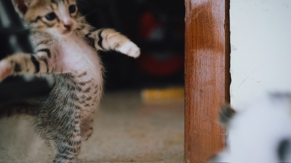 dans 🔰 tweet media