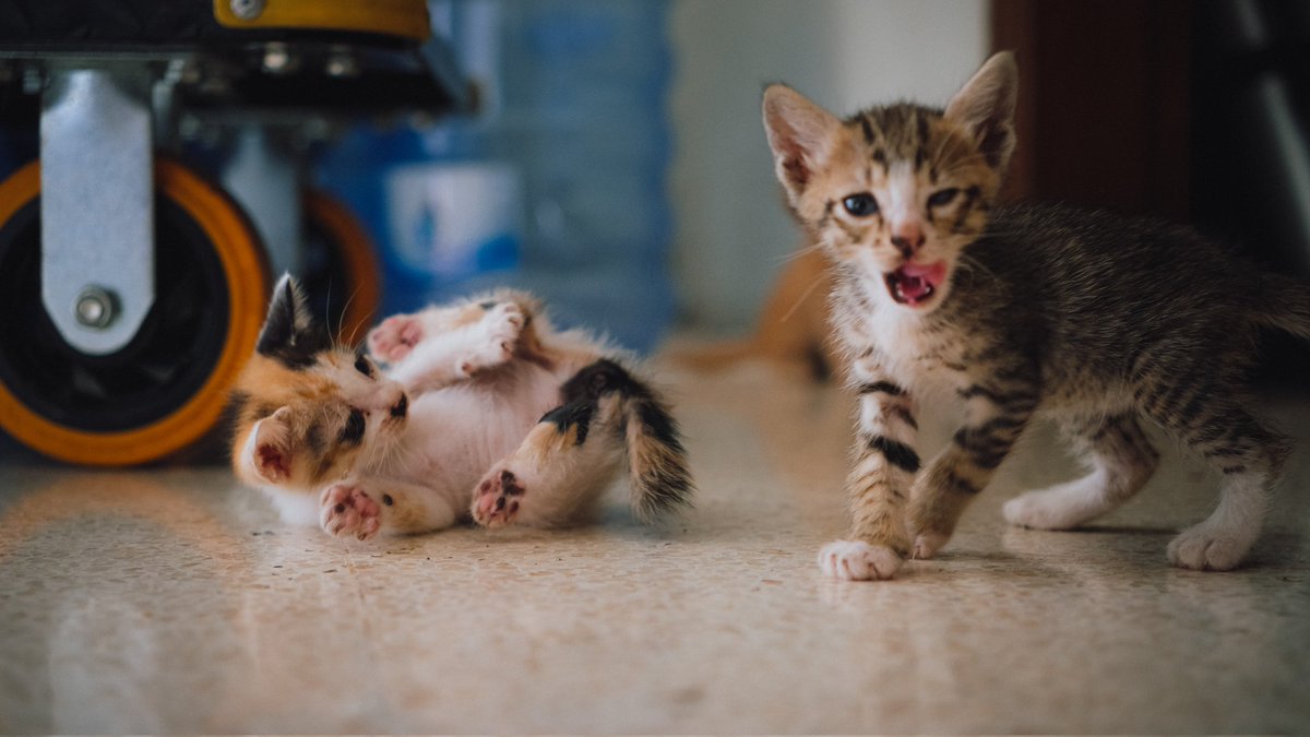 dans 🔰 tweet media