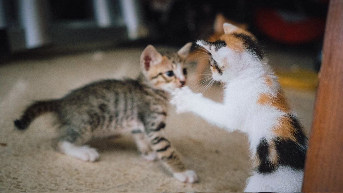 dans 🔰 tweet media