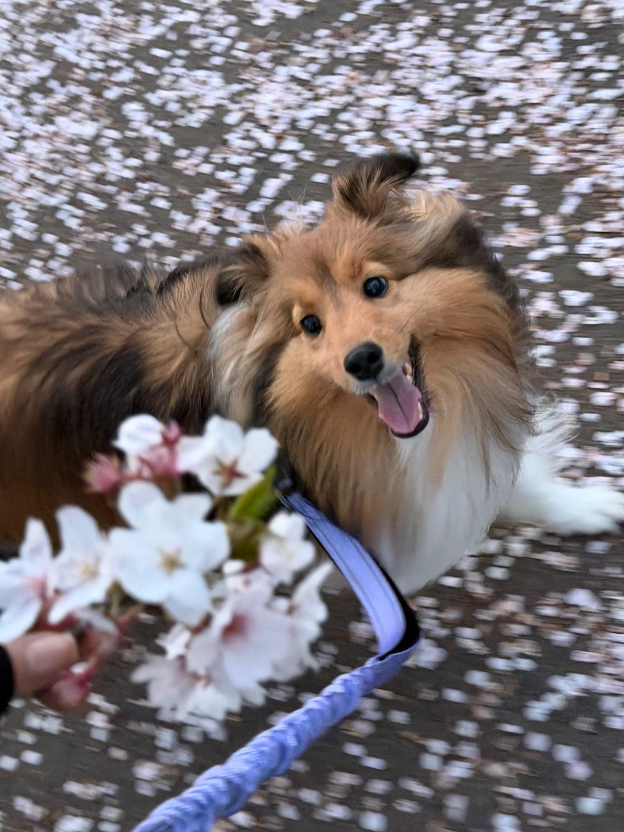 ramchanthedog's tweet photo. ☁️ https://t.co/5P8zG6KQea