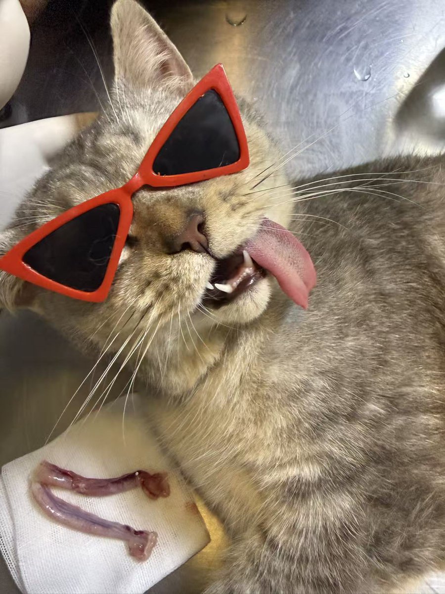 卖鱼的老莫🐟🐠🎣8964 tweet media