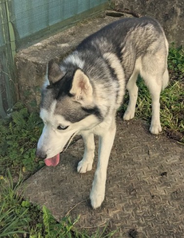 Missing Animaux 81 tweet media